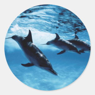 Sticker Rond Trio de dauphins