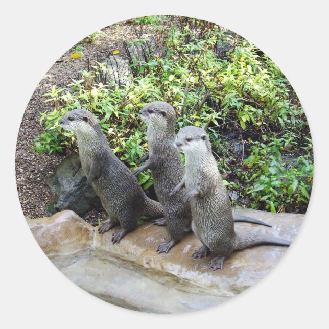 Sticker Rond **"Triple Trouble : Les Aventures de Otter Triplet (Devant)