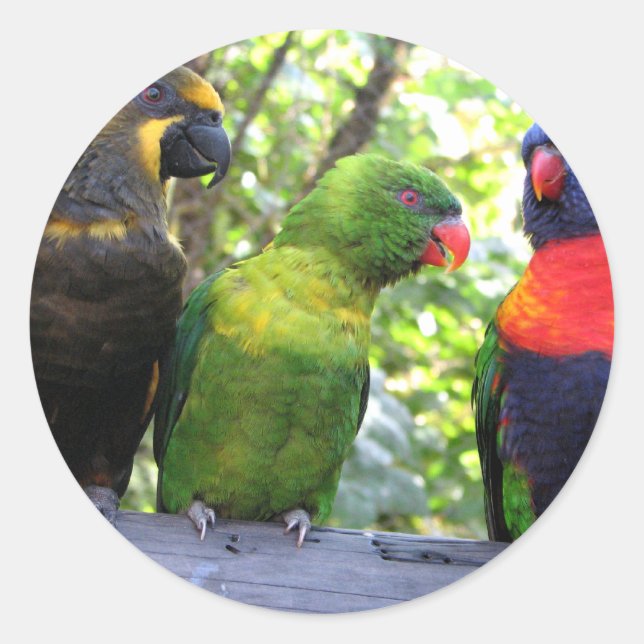Sticker Rond Trois Lorikees (Devant)