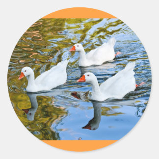 Sticker Rond trois oies nageant