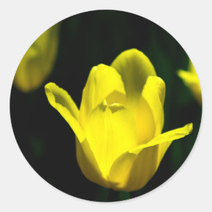 Sticker Rond Trois Tulipes Jaunes