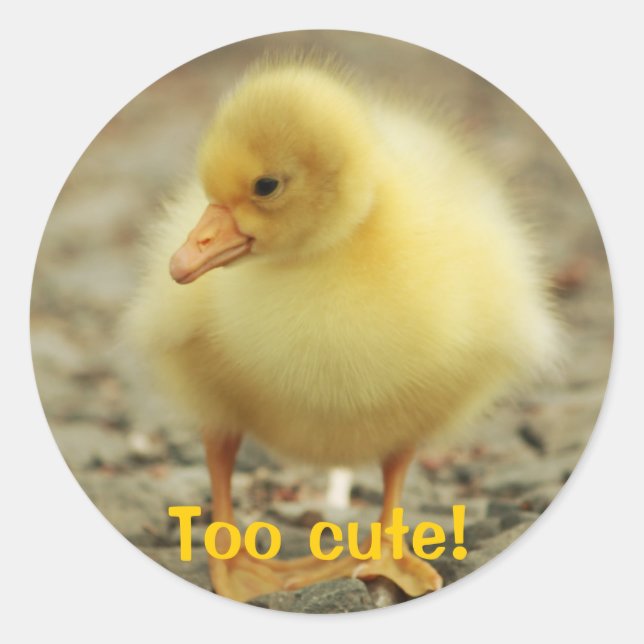 Sticker Rond Trop mignon ! (Devant)