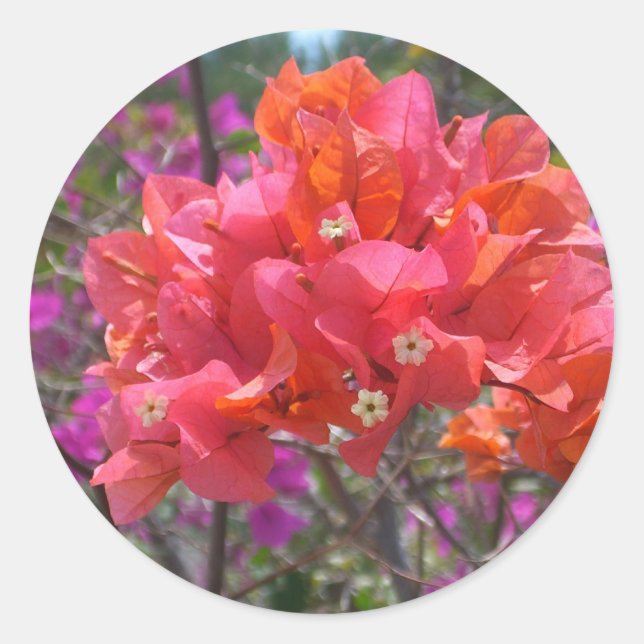 Sticker Rond Tropical Pink Bougainvillea Island Floral (Devant)