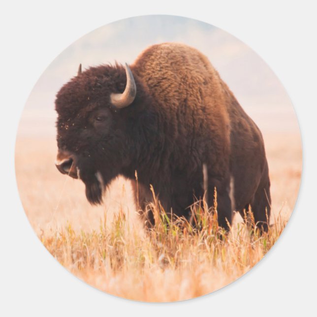 Sticker Rond Troupeau de bisons d'Amérique (Bison Bison) dans T (Devant)