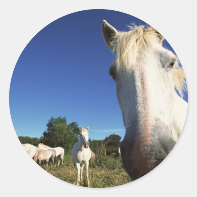 Sticker Rond Troupeau de Chevaux blancs (Devant)