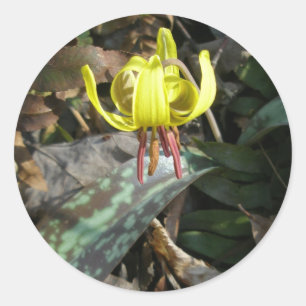 Sticker Rond Trout Lily Fleur sauvage - Erythronium americanum