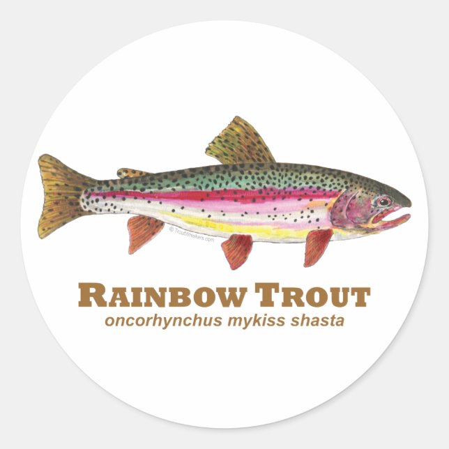 Sticker Rond Truite arc-en-ciel latine (Devant)