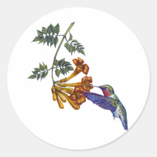 Sticker Rond Trumpet Creeper Ruby Throsé Hummingbird