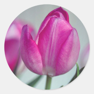 Sticker Rond Tuliforme rose