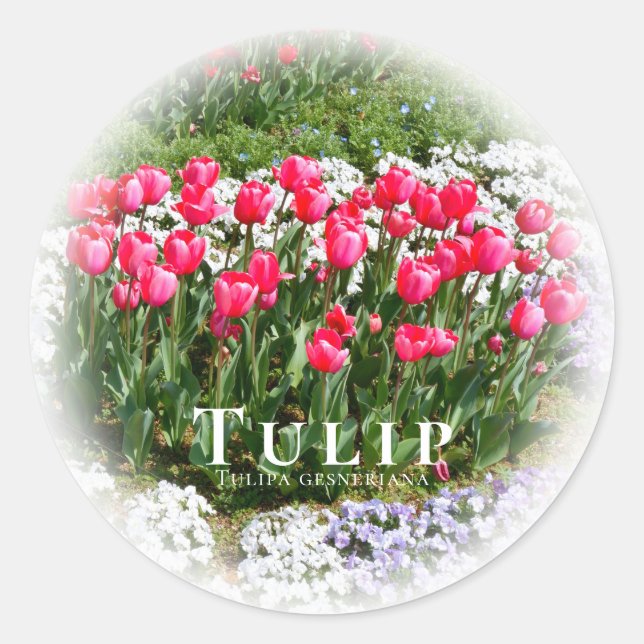 Sticker Rond Tulip (Devant)