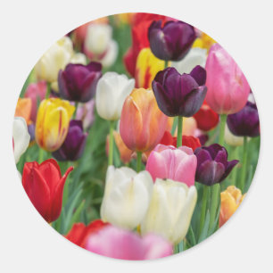 Sticker Rond Tulip Fleurs de printemps Jardin Floral Jaune rose