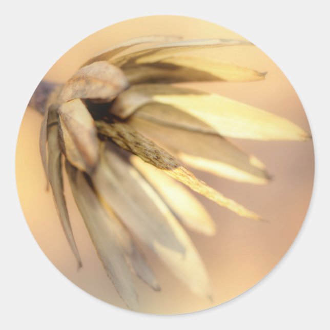 Sticker Rond Tulip Poplar Graine vide Pod (Devant)