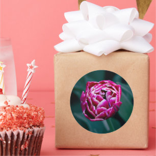 Sticker Rond Tulip rose moisi