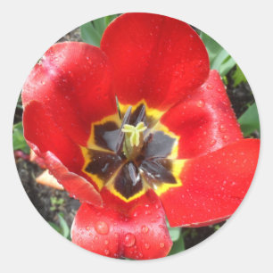 Sticker Rond Tulipe de printemps