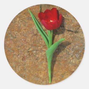 Sticker Rond Tulipe jaune et rouge