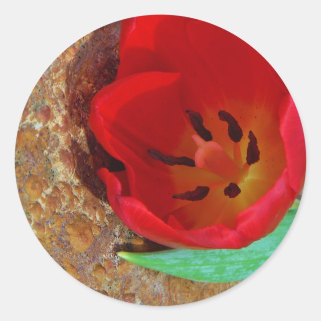 Sticker Rond Tulipe jaune printemps et rouge (Devant)