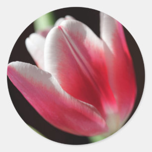 Sticker Rond Tulipe rose
