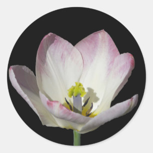 Sticker Rond Tulipe rose sur noir