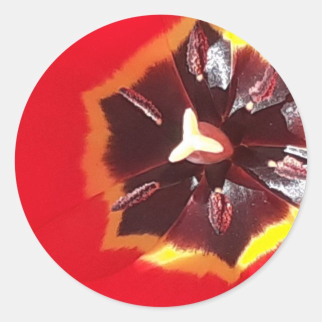 Sticker Rond Tulipe rouge écarlate (Devant)