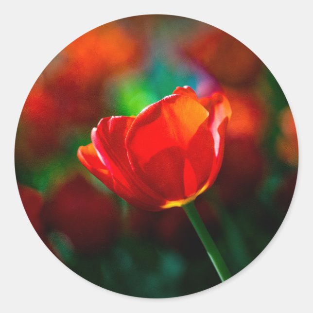 Sticker Rond Tulipe rouge - Mystère de floraison (Devant)