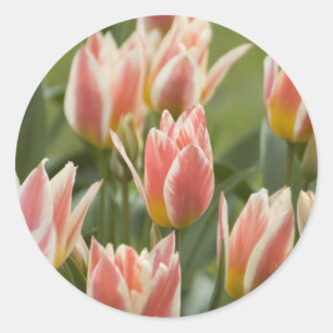 Sticker Rond Tulipes