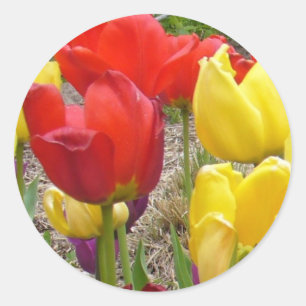 Sticker Rond Tulipes de l'autocollant d'été