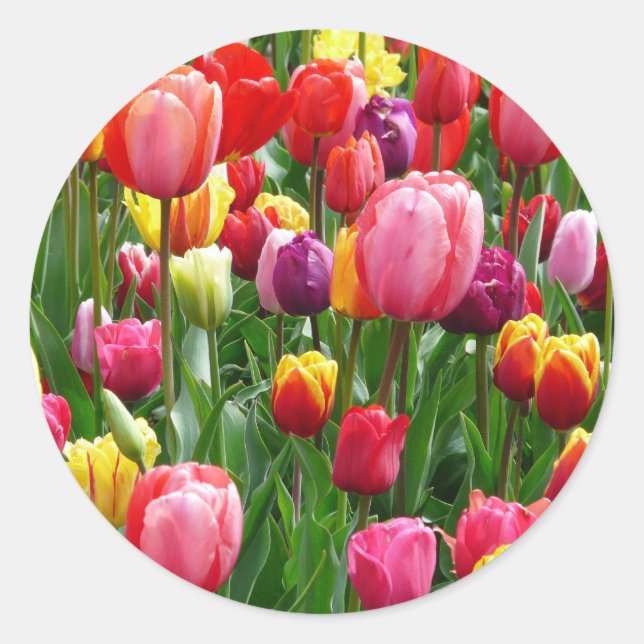Sticker Rond Tulipes multicolores (Devant)