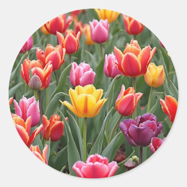 Sticker Rond Tulipes néerlandaises (Devant)
