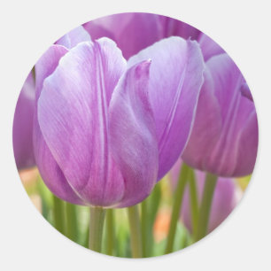 Sticker Rond Tulipes pourpres fleurissant au printemps