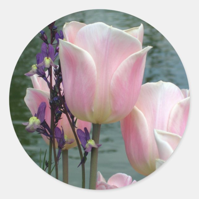 Sticker Rond Tulipes roses (Devant)