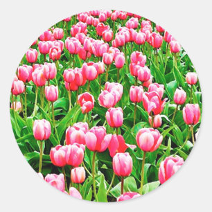 Sticker Rond Tulips