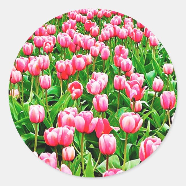 Sticker Rond Tulips (Devant)