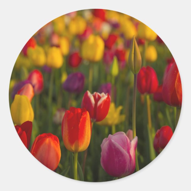 Sticker Rond Tulips, Tulip Festival, Woodburn, Oregon, USA 2 (Devant)