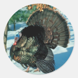 Sticker Rond Turquie sauvage Photo Thanksgiving Christmas Holid