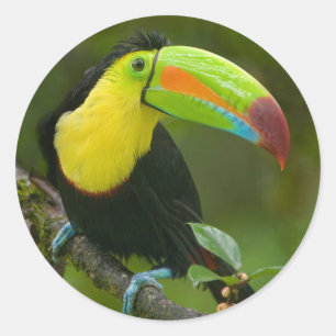 Sticker Rond Un bel oiseau toucan perché sur une branche.