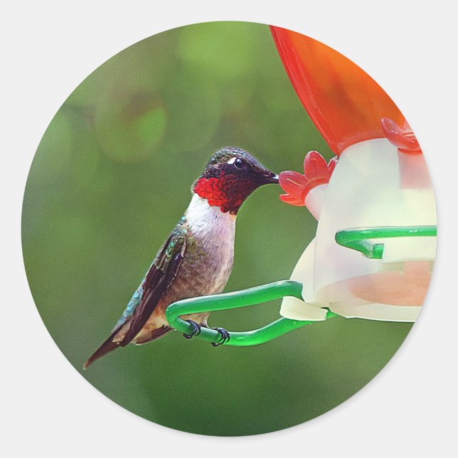 Sticker Rond Un colibri à gorge rubis (Devant)