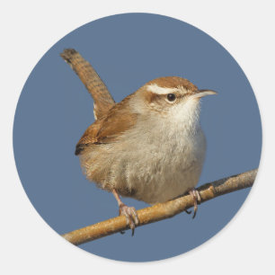 Sticker Rond Un curieux Wren de Bewick's Wren dans l'arbre
