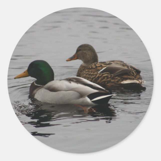 Sticker Rond Un Drake et un Hen (Devant)