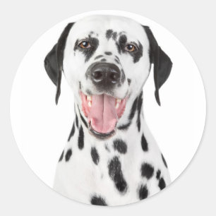 Sticker Rond Un joyeux chien de chiot de Dalmatie saluant des a