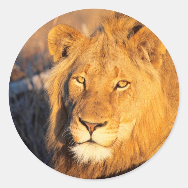 Sticker Rond Un lion à crinière rouge regardant l'appareil phot (Devant)