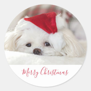 Sticker Rond Un mignon chien blanc dans un Casquette de Noël r