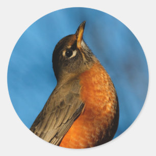 Sticker Rond Un Robin Américain Cherche
