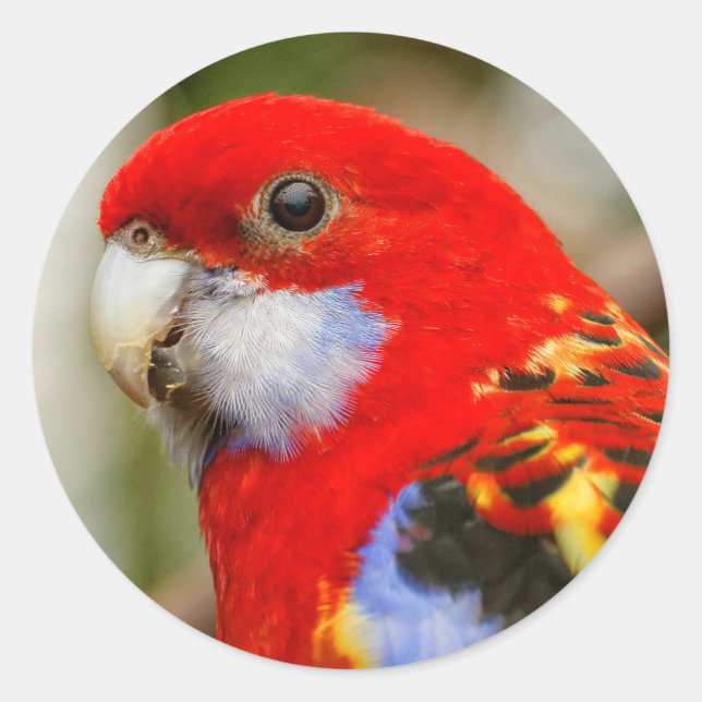 Sticker Rond Un Rosella oriental Cheeky (Devant)