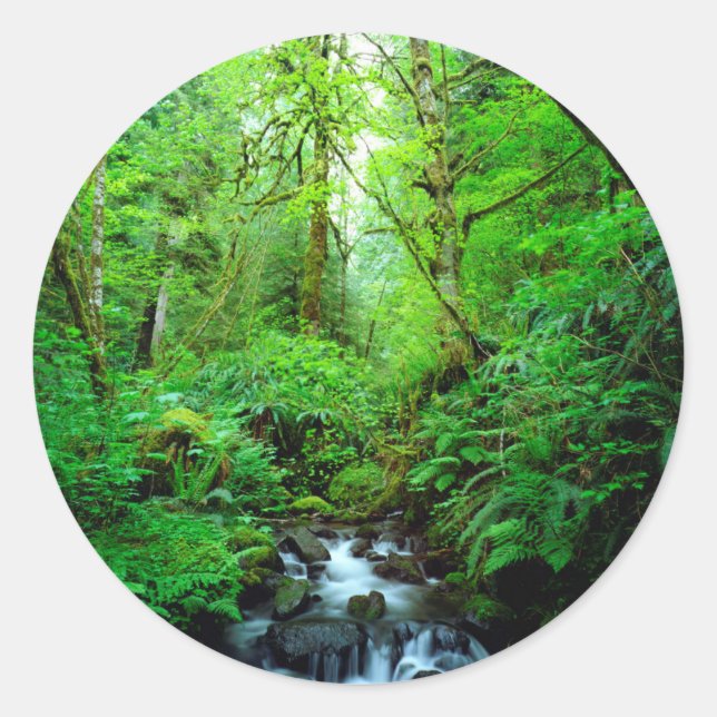Sticker Rond Un ruisseau dans une forêt ancienne (Devant)