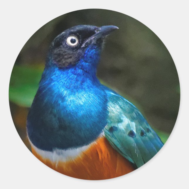 Sticker Rond Un superbe Starling Africain (Devant)