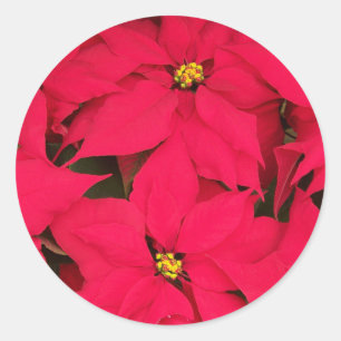 Sticker Rond Un tas de Poinsettias de Noël aux couleurs vives