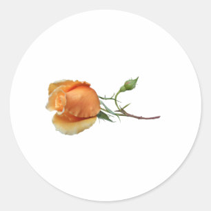 Sticker Rond Une coupe rose unique