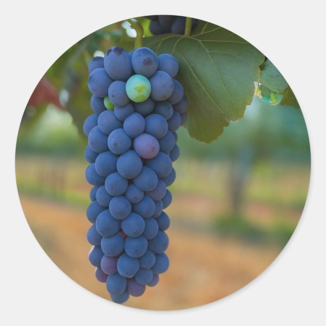 Sticker Rond Une grappe de raisins frais violets (Devant)