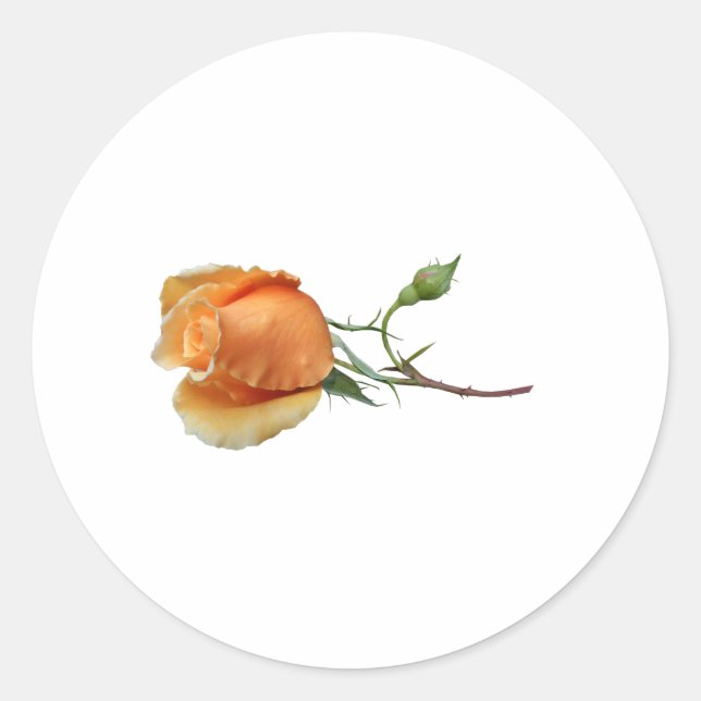 Sticker Rond Une seule bouture de rose     (Devant)