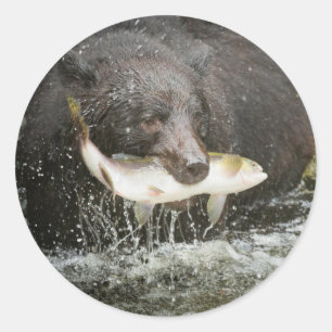 Sticker Rond USA, Alaska, Anan Creek. Gros Plan De L'Ours Noir